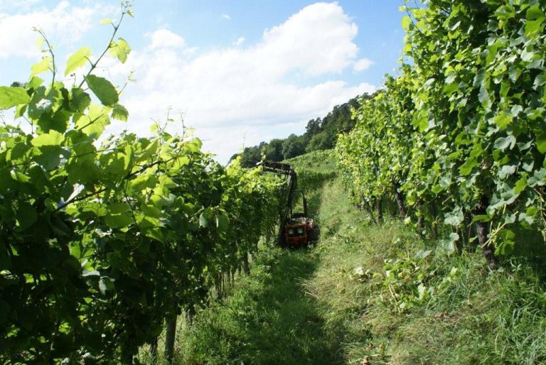 Laubschneiden