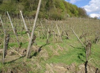 Erdrutsch im Rebberg