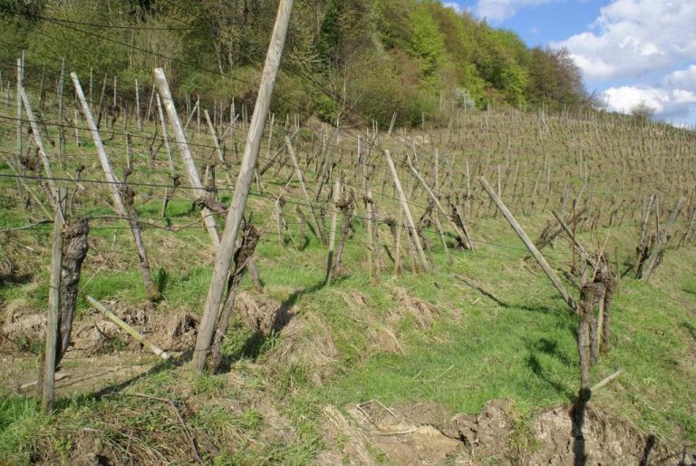 Erdrutsch im Rebberg
