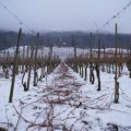 dsc09161.jpg