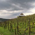 Der Rebberg in voller Blütenpracht