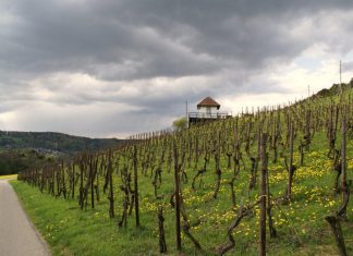 Was Blüht den da im Rebberg
