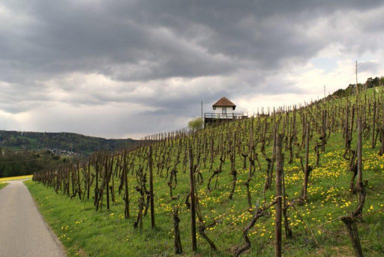 Was Blüht den da im Rebberg
