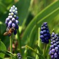 In Unserem Rebberg zu finden, Traubenhyazinthe.