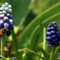 In unserem Rebberg zu finden, Traubenhyazinthe.