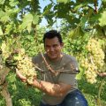 Winzer Andreas Schwarz schneidet die ersten Trauben für einen guten Wein.