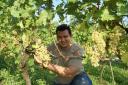 Winzer Andreas Schwarz schneidet die ersten Trauben für einen guten Wein.