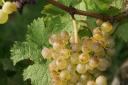 sehr reife Riesling x Sylvaner Trauben mit ausgezeichneten 78 Oechsle