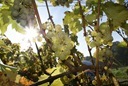 Im Herbst 2010 waren die Trauben allgemein klein wie hier beim Riesling x Sylvaner. Pilzbefall schm&auml;lerte die Erntemenge zus&auml;tzlich. Doch die Qualit&auml;t stimmt!