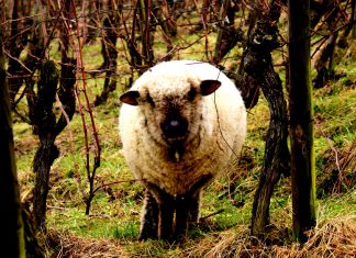 Schafe im Rebberg