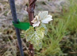 Eisheilige in den Schweizer Weinberge