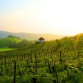 wein_haus_sonnenuntergang_gross