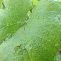 20130626-111220.jpg