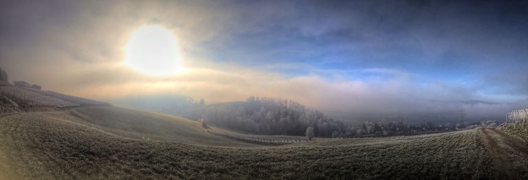 Wundebare Morgenstimmung beim Reben schneiden