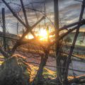 Sonnenaufgang durch Rebholz
