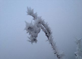 Eisskulptur auf dem Rebholz. Jeden morgen verwandelt der Frost und Wind das Rebholz zu bizarren Eisskulpturen.