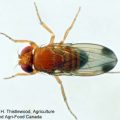 10_d_suzukii_adult_male