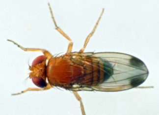 Drosophila suzukii. Die Kirschessigfliege befällt die Schweizer Rebberge