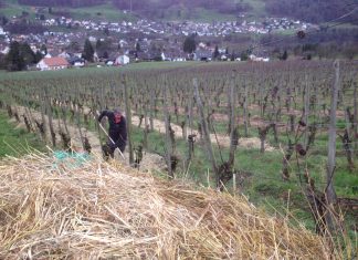 Ökologisch den Rebberg mit Heu-Rundballen Düngen