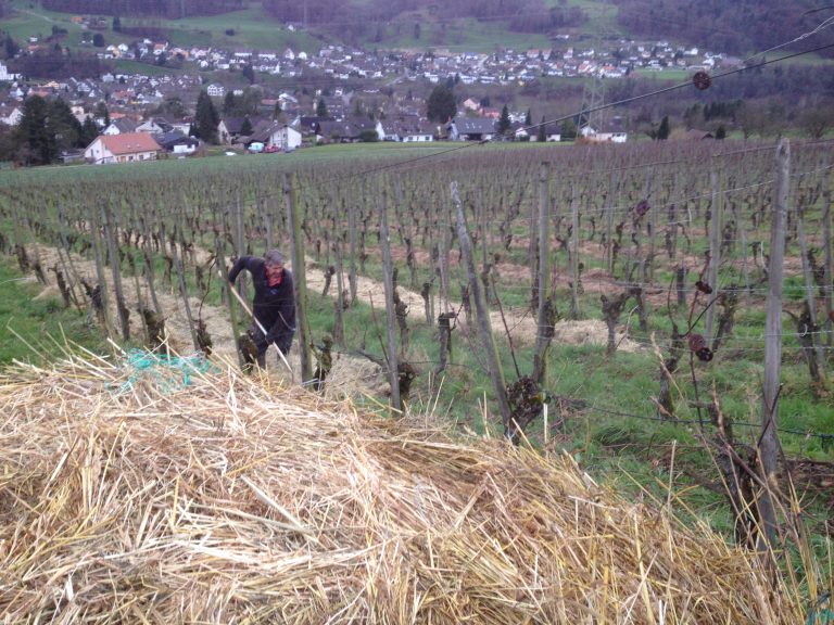 Ökologisch den Rebberg mit Heu-Rundballen Düngen