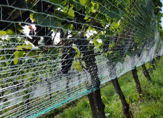 Nur gut vernetzte Vogelnetze schützen Vögel und Trauben