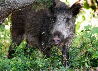 Wildschweine im Rebberg