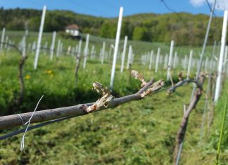 Der Frost hat bleibende Schäden am Rebberg hinterlassen.