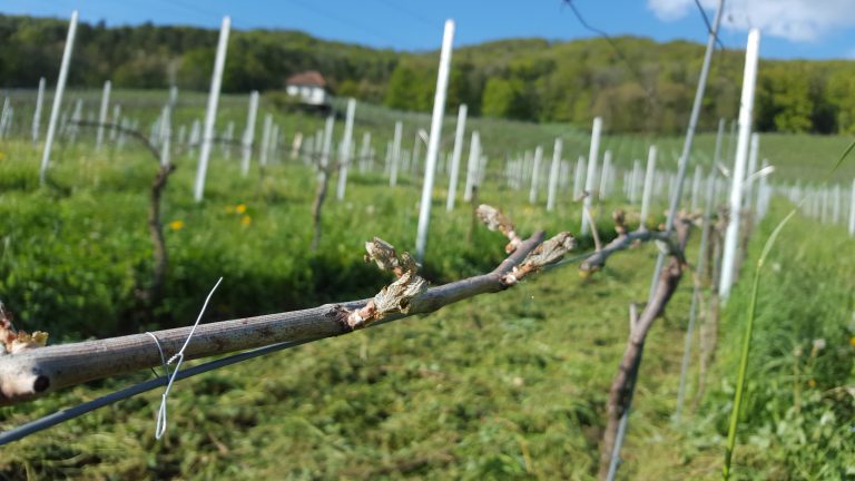 Der Frost hat bleibende Schäden am Rebberg hinterlassen.
