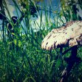 Pilze_im_Rebberg