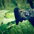 flechten_im_Weinberg