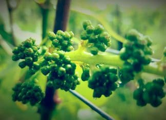 7 schöne Momente aus dem verregneten Weinberg