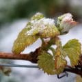 Frost und Schnee liegt auf dem Trieb