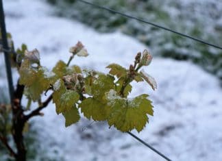 Wetterkapriole im Rebberg. Der April macht was er will.