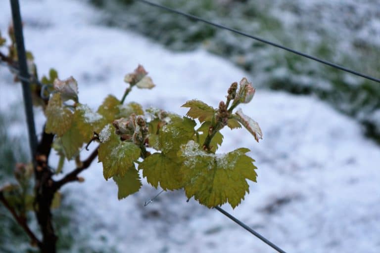 Wetterkapriole im Rebberg. Der April macht was er will.