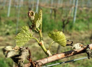 Frost 2017 – Das heizen der Rebberge hatte Erfolg. Frost 2017 Weingut Schwarz