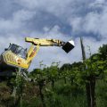 Bagger im Rebberg