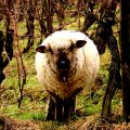 Schaf_im_Rebberg