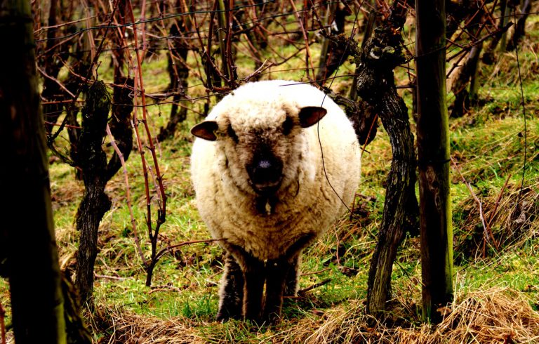 Schafe im Rebberg