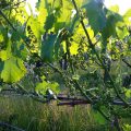 20110523-123825.jpg