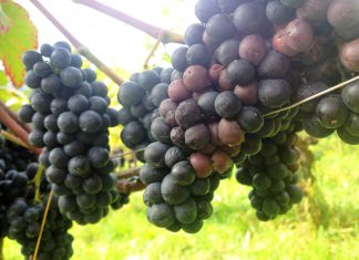 Die Kirschessigfliege hat zugeschlagen. Mit der richtigen Taktik zu gutem Wein