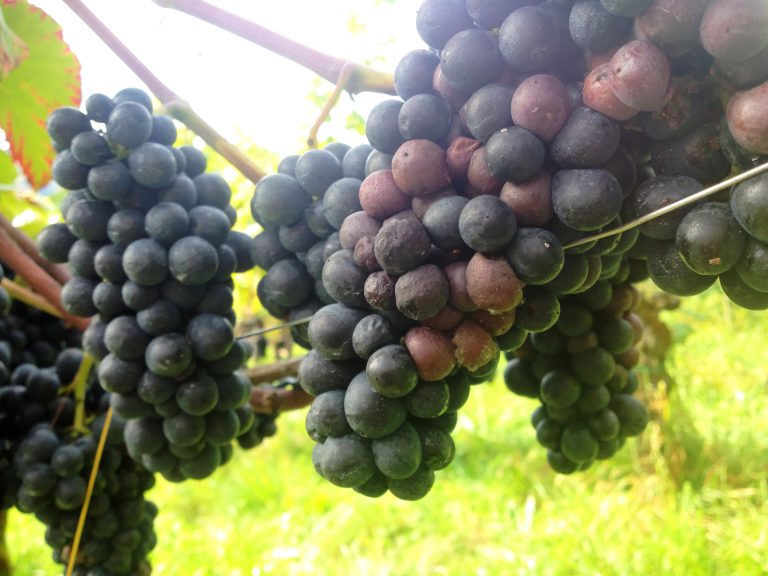 Die Kirschessigfliege hat zugeschlagen. Mit der richtigen Taktik zu  gutem Wein