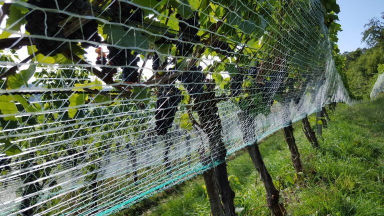 Nur gut vernetzte Vogelnetze schützen Vögel und Trauben