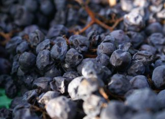 Trauben trocknen für mehr Vielfalt im Wein