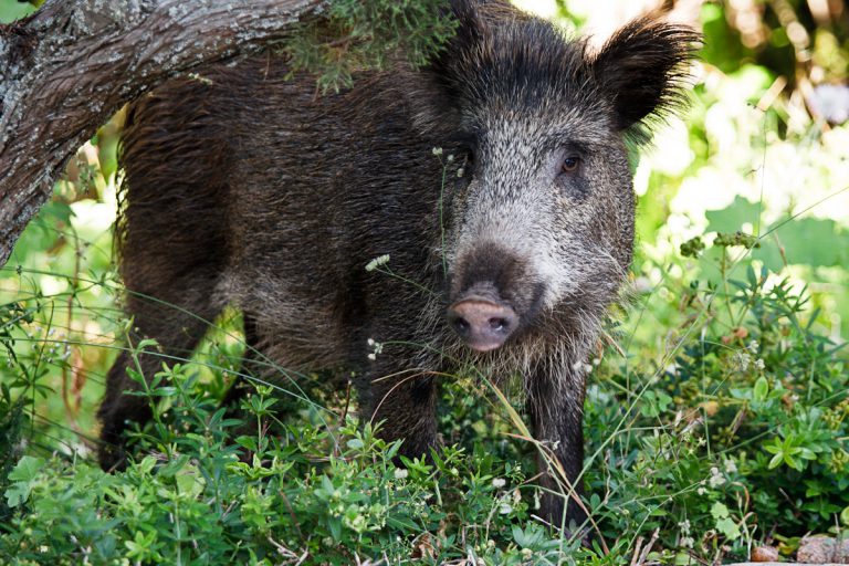 Wildschweine im Rebberg