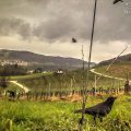 rabe_weingut_schwarz