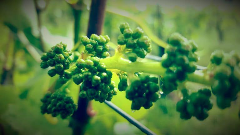 7 schöne Momente aus dem verregneten Weinberg