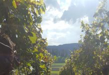 Heute ernten wir den Pinot noir.