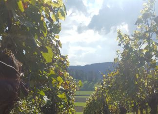 Heute ernten wir den Pinot noir.