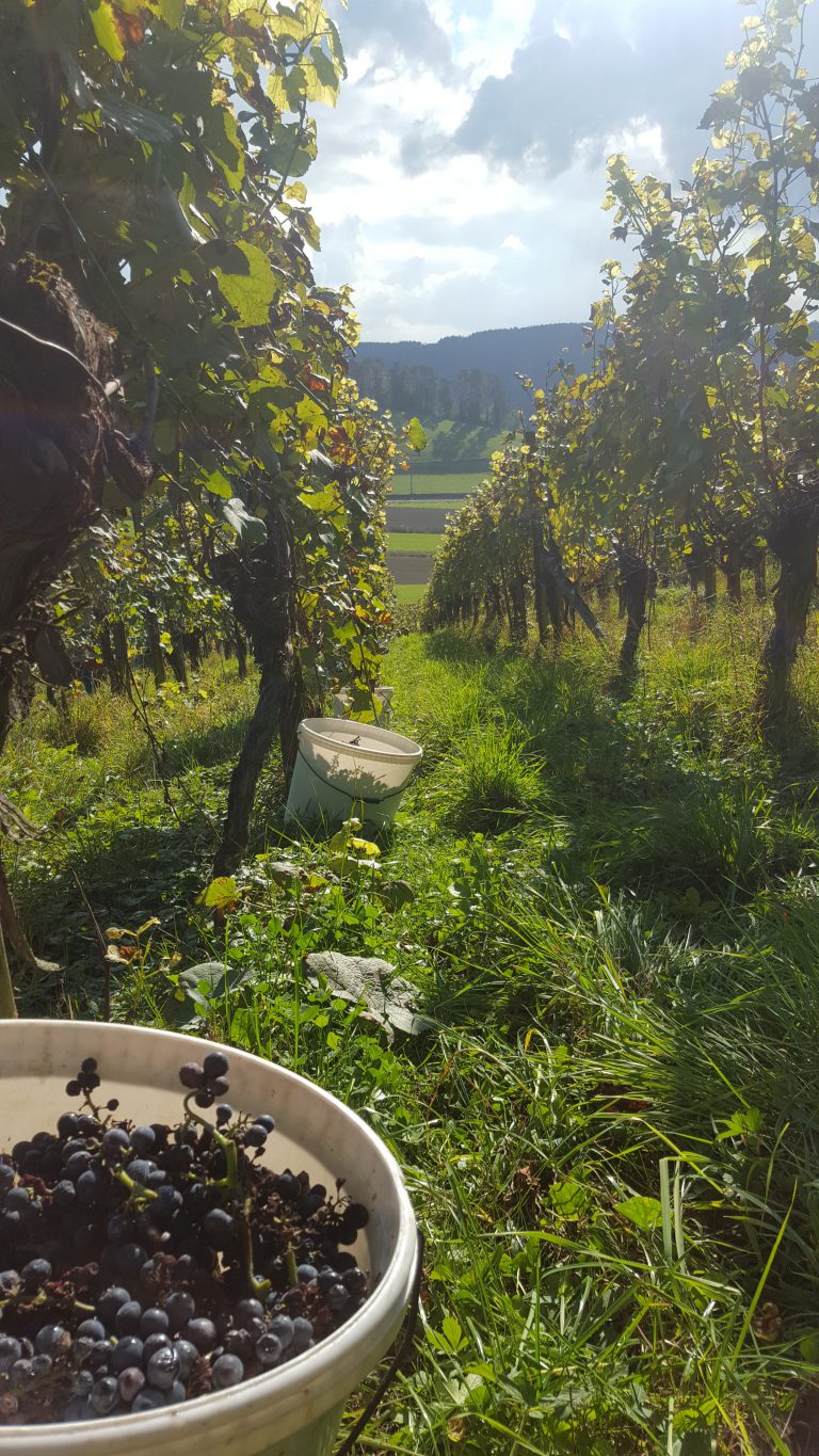 Heute ernten wir den Pinot noir.