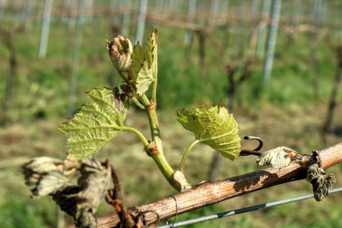 Frost 2017 Weingut Schwarz Frost 2017 Weingut Schwarz